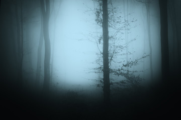 dark woods with tree in fog, halloween background