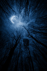 dark forest at night with moon shining through tree branches