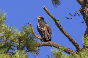 Bird juvenile bald eagle at tree top perch at California lake