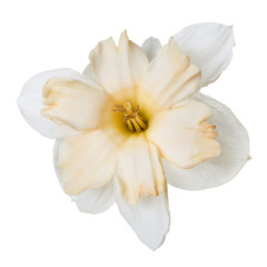 Plakat An unusual daffodil flower isolated on white background.
