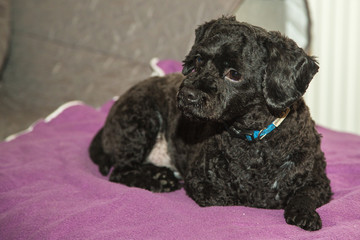 Portrait of & poodle dog living in Belgium