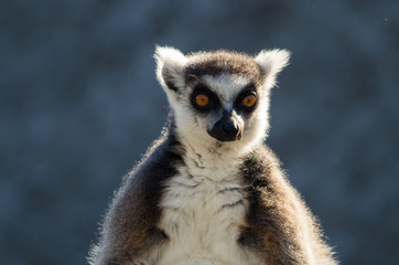 Ring-tailed lemur, lemur catta, are primates native to the island of Madagascar.