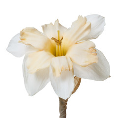Naklejka na ściany i meble An unusual daffodil flower isolated on white background.