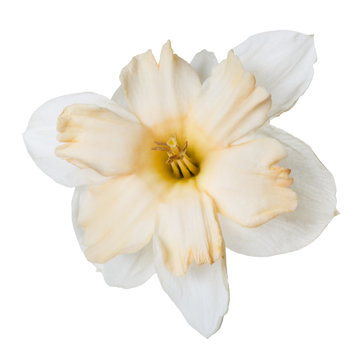 An unusual daffodil flower isolated on white background.