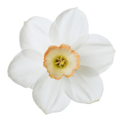 Naklejka na ściany i meble Narcissus flower isolated on white background.