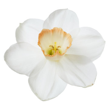 Narcissus flower isolated on white background.