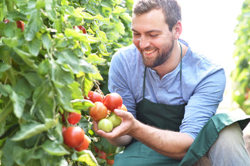 glücklicher Gärtner kontrolliert reife Tomaten vor der Ernte im Gewächshaus - Anbau von Gemüse...