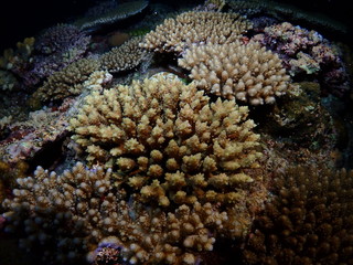 Fototapeta na wymiar サンゴの産卵