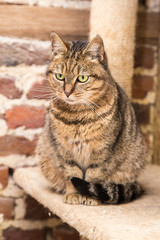 European domestic cat for adoption in a Belgian shelter