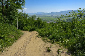 An empty gravel path in a dense green forest surrounded by tall trees against the background of the sun passing through them.