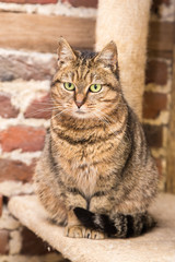 Naklejka na ściany i meble European domestic cat for adoption in a Belgian shelter