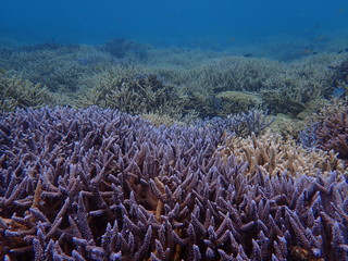 Fototapeta na wymiar 珊瑚礁