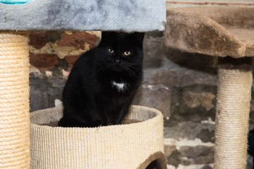 European domestic cat for adoption in a Belgian shelter