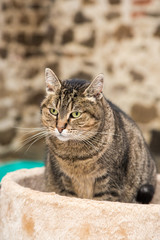 European domestic cat for adoption in a Belgian shelter
