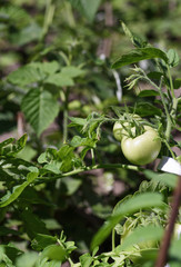 bush with green tomatoes in the garden