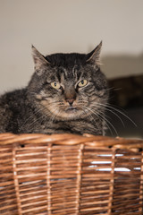 European domestic cat for adoption in a Belgian shelter