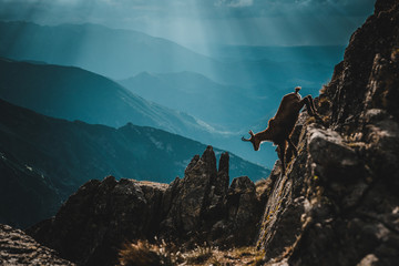 Chamois on the top of rock in High Tatras - obrazy, fototapety, plakaty