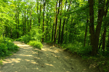 An empty gravel path in a dense green forest surrounded by tall trees against the background of the sun passing through them.