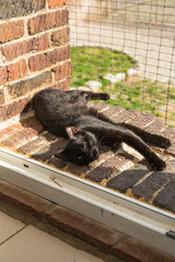 European domestic cat for adoption in a Belgian shelter