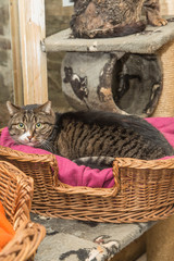 European domestic cat for adoption in a Belgian shelter