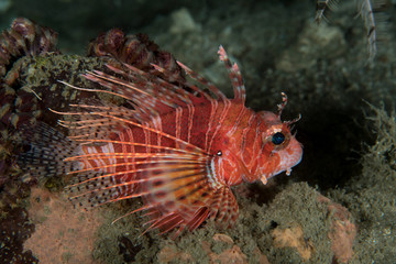 Obraz na płótnie Canvas Juvenile red Lionfish, Pterois Volitans.