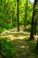 An empty gravel path in a dense green forest surrounded by tall trees against the background of the sun passing through them.