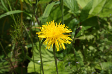 panorama from green beskid mountains ,high tatra, with dandelion