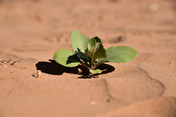 Eine kleine grüne Pflanze im sandigen Wüstenboden 