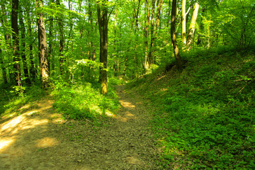 An empty gravel path in a dense green forest surrounded by tall trees against the background of the sun passing through them.