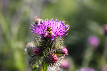 panorama from green beskid mountains ,high tatra, with thistle and  bee