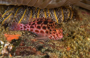 Hawkfish, Cirrhitichthys Oxycephalus. 