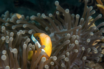 Clarks Anemonefish, Amphiprion clarkii.