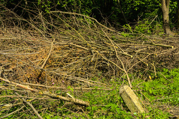 Pile of brushwood and round wood stacked on green grass against a background of green forest outdoors Firewood in the forest. Dry fallen trees. Dry branches are the cause of forest fires in summer.