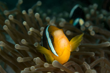 Clarks Anemonefish, Amphiprion clarkii.