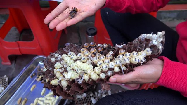Chinese woman is pulling out a huge larvae of wasps from a paper nest for the making an original fermented liquor (Baijiu). Fenghuang, Xiangxi, Hunan, China