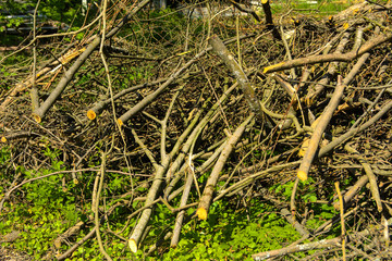 Pile of brushwood and round wood stacked on green grass against a background of green forest outdoors Firewood in the forest. Dry fallen trees. Dry branches are the cause of forest fires in the summer