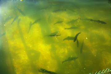 A large group of fish circling in a gloomy pond, a view from above of the river trout and sturgeon on a fish farm.