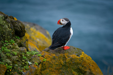 Lovely Atlantic Puffin on the rocks at latrabjarg cliff during summer, Iceland