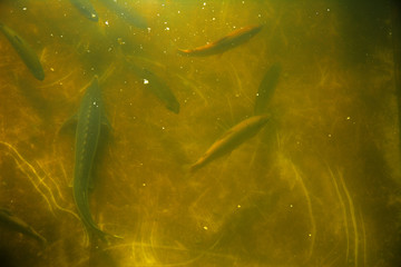 A large group of fish circling in a gloomy pond, a view from above of the river trout and sturgeon on a fish farm.
