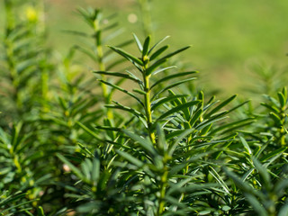 Green plant
