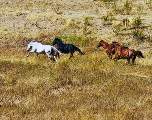 A group of horses racing across the plains of Montana.