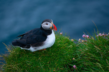 Lovely Atlantic Puffin on the rocks at latrabjarg cliff during summer, Iceland