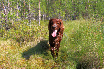Irish setter