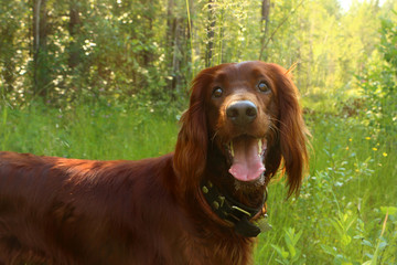 Irish setter smile