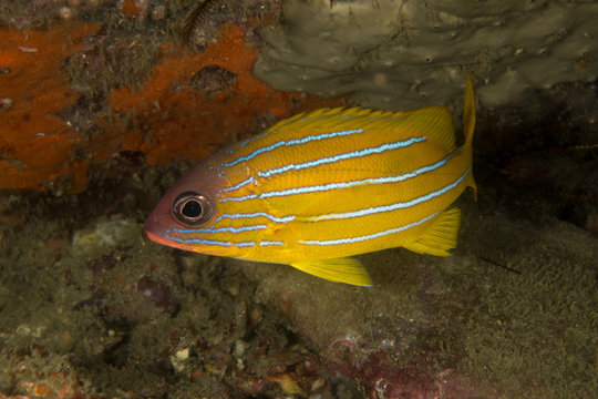 Five lined Snapper, Lutjanus quinquelineatus.