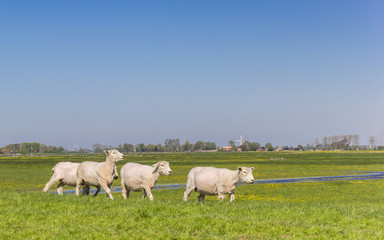Naklejka na ściany i meble Sheep grazing on a dutch dike near Groningen, Netherlands