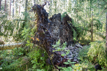 dangerus windthrow in a swedish forest august 2018