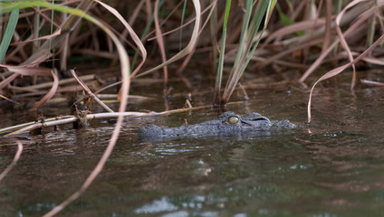 Juvenile Crocodile