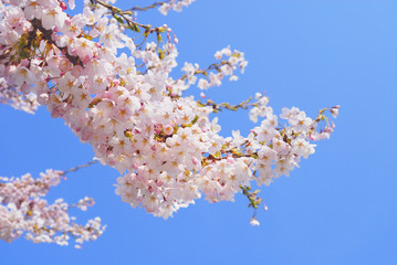 桜　春　素材