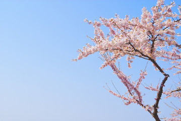 桜　空　素材